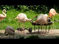 Relaxing Music with Birds | Super Relaxing Baby Music