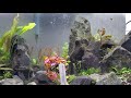 Why Aquarium Plants Melt, Die & How to Easily Prevent or Stop it! Prevent Submerged Plants Melting.