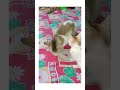 My lucky is come back ❤️ Imotional video #catlover #cat #shortsvideo #kitten