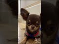 Chihuahua Puppy Compilation