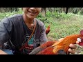 AYAM HUTAN JANTAN datang bersama BETINA