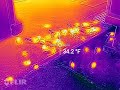 Thermal Image New York Wildlife,