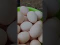 Growing Young Rice As Feed For Egg Laying Chickens