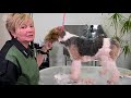 Wire Fox Terrier Grooming with Dieny Uiterwijk - stage 1 | Groomania 2021 Grooming Demonstration