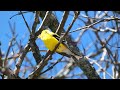American Goldfinch Singing From Perch