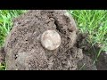 PENNY PILE EP.5 - Another Vicky! (Metal Detecting Canada)