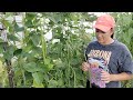 The Ultimate Yard Long Bean Growing Guide - From Seed To Harvest #beans #garden #vegetablegarden