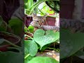 Cute cat serenity 🌱😻 | cat lovers | cute overload 😍