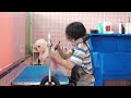 2024 Chó Phốc Sóc Mini 😍 Funny and Cute Pomeranian 😺🐶 | cute animals89