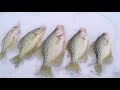 Ice Fishing for Crappie