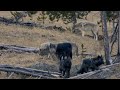 Alpha Wolf Summons the Pack (original audio)
