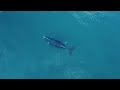 Ballenas en Puerto Madryn desde el dron