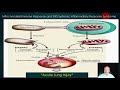 Viruses and Mitochondrial Inflammation Strategies
