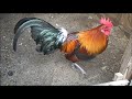 Kong's Hybridized Indian/Thai Red Junglefowl Stag