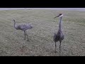 Sandhill Cranes drop by for an evening snack