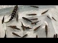 Breaking All The Rules Breeding Cichlids in Natural Aquariums