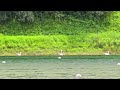 Beautiful swans by the river / beautiful swans on the other bank of a river.