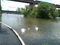Swans at the lake.