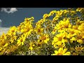 Beautiful Relaxing Music - Desert Spring Wildflower Fields - Soothing and Calming Music