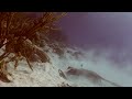 Southern Stingray with juvenile trunk fish and bigeye yellow snapper ---eating spaghetti worms