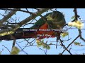 Australian Wildlife Series - Birds - Parrots and Rosellas II