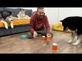 Dogs Put on a Circus! Three Huskies Guessing Where the Treats Are