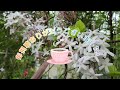 【ナチュラルガーデン】花盛りの庭♡グリーン、ホワイトの中に草花☆ジギタリス、デルフィニウム、オルレアなど☆バラ🌹も次々と咲き始めて…