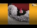 Rescue Rooster Sleeps In Bed And Wakes Up His Mom Every Morning | The Dodo