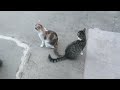 Nala and Luna play  -  fight compilation