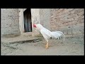 Aseel Roosters Crowing Sound Effects _ Compilation | Seval Sound | Murga Sound | Murga ki Aawaz