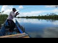 Fishing this time is only dominated by venomous cat fish