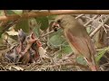 Northern Cardinals feeding baby birds FYV