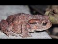 😚 Frog 🐸 Latasha 👸 #frog #toad
