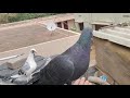 Tape Releasing 5 New Pigeon 🕊️ | Kunji Pura