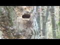 Red-bellied Woodpecker vs Starlings Nest Battle