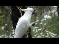 Sulphur Crested Cockatoos and Flannel Flowers