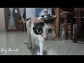 Main bertiga tapi kurang kompak // kucing kampung