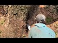 Felling of Century old Trembesi tree.