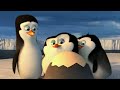 DreamWorks Madagascar | Penguins of Madagascar: Antarctic Documentary | Kids Movies