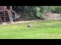 Coyote in the backyard