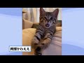 【2ch動物スレ】中継先に繋いだらトラブルでネッコが出てしまう→その結果www