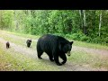 Momma Black Bear with 4 Little Cubs!