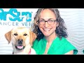 What To Do When Your Pet Gets Cancer: VLOG 78