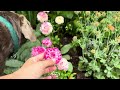 Weekly Garden Tour / Turning Hydrangeas into Trees, Ranunculus Blooming, Best Perennial Cut Flowers