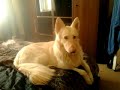 White German Shepherd dog howling to you tube clip, likely to make your dog howl!
