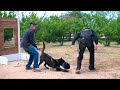 Belgian malinois, protection work!!