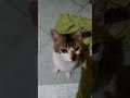 toki dan nyoli,kucing ajaib milik sumardi