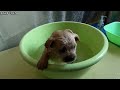 Hardy's story - Wolf howling stray puppy looking for mom was rescued from the dump/ Full Video
