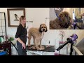 How to Shave a Dog Like a Pro! - Full Shavedown with Explanation on a Phantom Standard Poodle