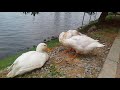 Beautiful White Ducks...තාරාවෝ ඇවිදිති...